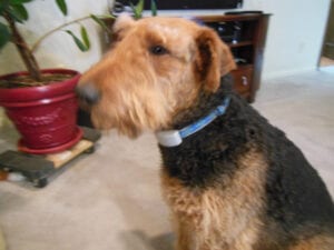 Airedale terrier dog with a blue collar sitting indoors beside a potted plant, partially out of focus.