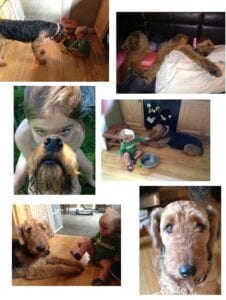 Collage of six images featuring a child and an airedale terrier in various scenarios including playing, sleeping, and close-up interactions.
