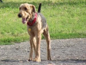Airedale terrier dog with a red collar standing on a path in a park, tongue out, with grass in the background.