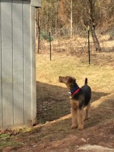 A dog looking at a fence.