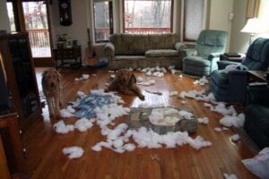 Two dogs lying on a living room floor surrounded by stuffing from a torn-up cushion, furniture and a guitar visible in the background.
