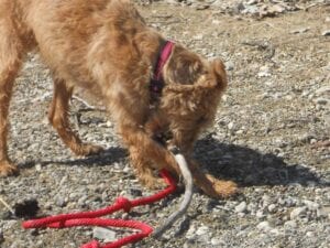 Airedale terrier chewing a stick on pebbles