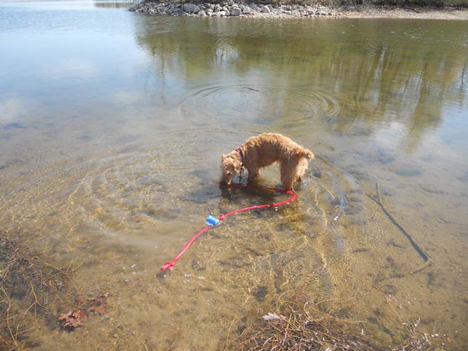 Bailey sniffing the water