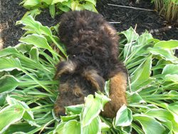 Barnaby lying down on a plant