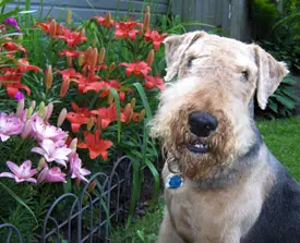 An Airedale terrier near flowers