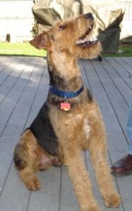 Airedale looking up wearing blue collar and tag
