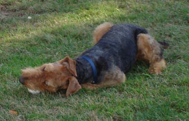 Baxter lying down on the grass