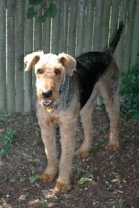 Airedale standing near a backyard fence