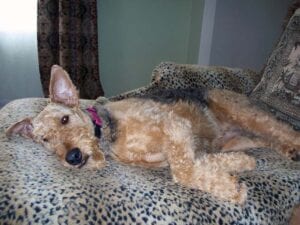 Airedale resting on leopard print blanket