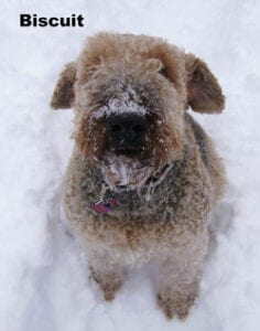 A fluffy brown dog named biscuit with snow on its face standing in the snow, looking directly at the camera.