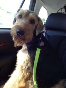 Airedale terrier dog sitting in a car, wearing a purple collar and attached to a green leash, looking slightly to the side.