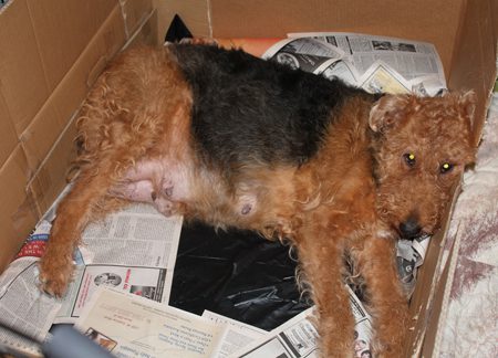 Charlotte resting inside a box