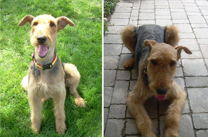 Collage: An Airedale terrier (Chassy) sitting on the grass (L) and Chassy lying on the road (R)