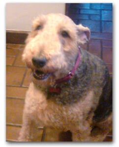 Airedale terrier dog with a gray and tan coat, wearing a red collar, panting lightly, standing indoors with a tiled background.
