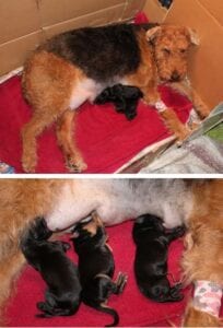 Airedale terrier with a leg bandage lying in a cardboard box, nursing four black puppies.