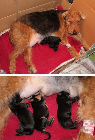 Airedale terrier with a leg bandage lying in a cardboard box, nursing four black puppies.