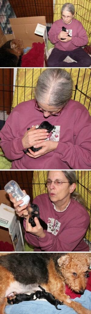 An old woman caring for puppies