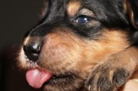 Charlotte’s puppy sticking out a tongue