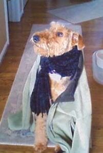 A small dog wrapped in a light green blanket and a black scarf, sitting on a wooden floor, looking up.