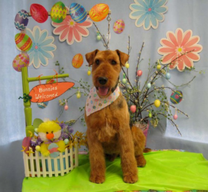 A brown dog wearing a bib sits in a festive easter setup with colorful balloons, flowers, and a "bunnies welcomed" sign.