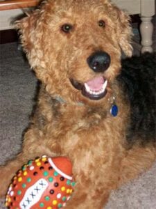 Airedale terrier with a colorful toy, smiling at the camera.