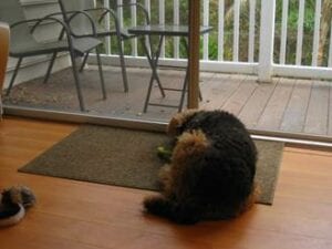 Airedale curled on mat by glass door