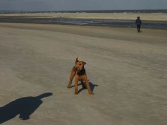 Bixby at the beach