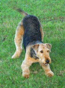 A black and tan airedale terrier standing in the grass.