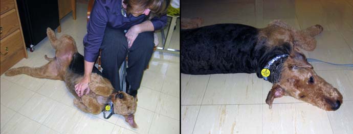 Airedale terrier (Jade) having her belly rubbed (L); and Jade on the floor (R)