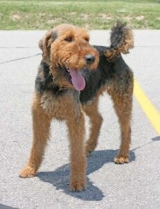 Airedale terrier standing on asphalt, tongue out, with a yellow leash trailing behind.