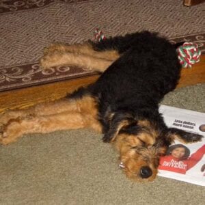 Airedale terrier Koda sleeping