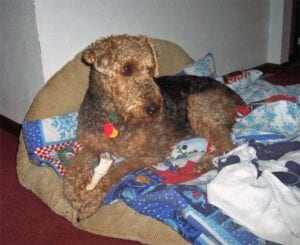 A dog laying on a bed.