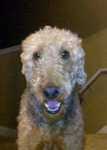A close-up of a smiling airedale terrier with curly fur, looking directly at the camera, indoors with a stairway in the background.