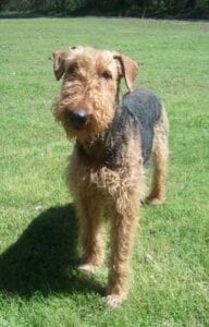 Airedale terrier dog standing on grass, looking directly at the camera, with a sunlit lawn in the background.