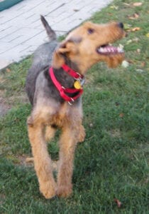 Airedale terrier standing on grass, looking up with its mouth open, wearing a red collar with a bell.