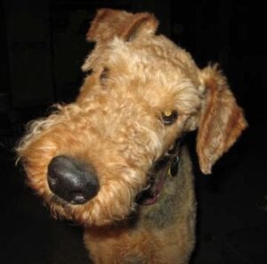 Close-up of a brown airedale terrier dog looking at the camera with one ear up and one down.
