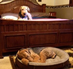Airedale terrier sitting on a wooden bed while another sleeps in a dog bed below, in a well-furnished room.