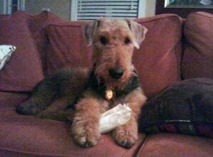 Airedale terrier dog with a bandaged front paw lying on a brown sofa, looking directly at the camera.