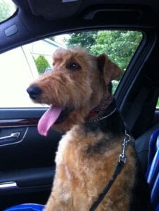 Airedale terrier dog sitting inside a car, looking out with its mouth open and tongue out, secured by a leash.
