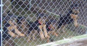 A group of young rottweiler puppies behind a chain-link fence, some wearing red collars.