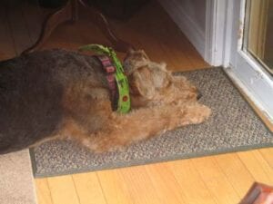 A brown dog with a green collar lying on a doormat by an open door.