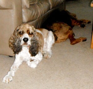 A brown and white cocker spaniel sits in focus, while a larger brown dog lies stretched out in the background on a carpeted floor.