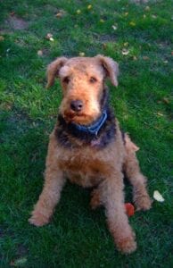 Airedale terrier sitting on grass with apples scattered around, looking directly at the camera.