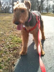 A welsh terrier with a red leash panting and standing on a paved path, surrounded by grass and trees on a sunny day.