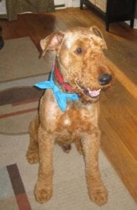 Airedale terrier dog wearing a blue scarf, sitting on a wooden floor indoors, looking at the camera.