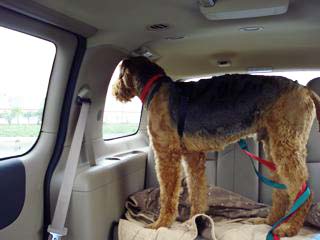 Tyson looking outside of the car