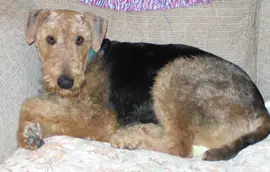 An Airedale terrier lying on a couch