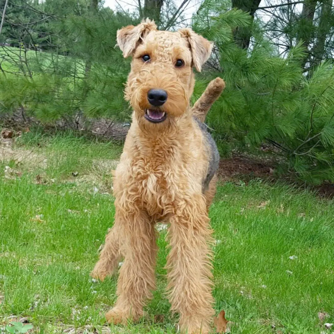 Airedale terrier standing on grass with pine trees in the background, looking at the camera with one paw raised.