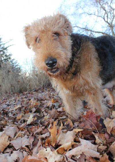 Charlotte standing on dried leaves