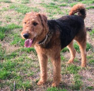 Airedale terrier standing on grass, looking slightly to the side with its tongue out.
